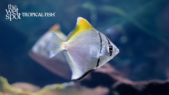 Monodactylus argenteus "Silver Moony"