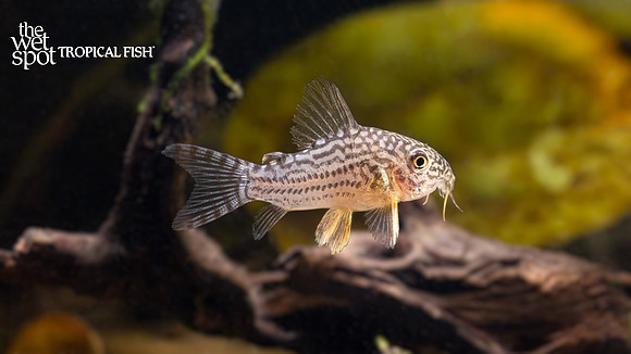 Corydoras sterbai "Sterba's Cory"
