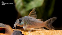 Corydoras concolor "Slate Cory" "Colombia"