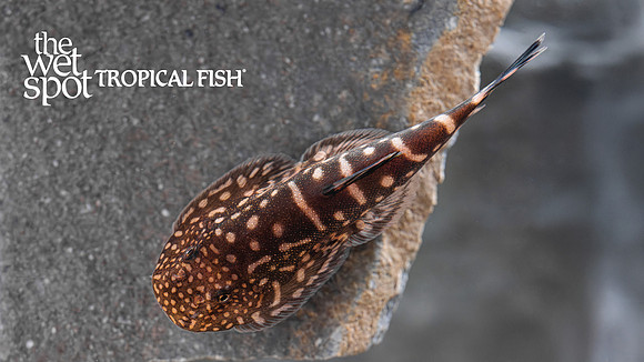 Gastromyzon zebrinus "Blue Tail Zebra Borneo Sucker Loach"