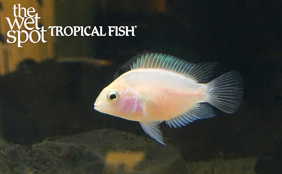 Amatitlania nigrofasciata "Albino Convict Cichlid"  Hobbist Bred