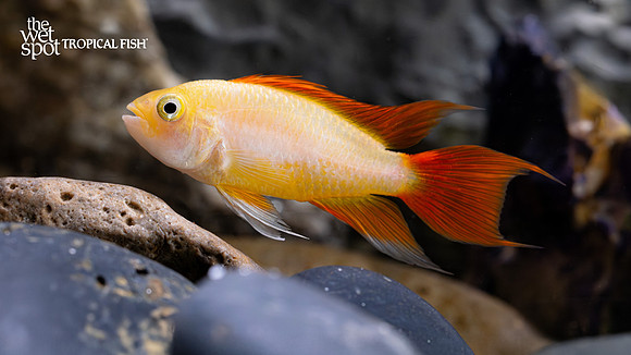 Apistogramma cacatuoides "Gold"