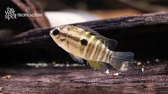 Laetacara dorsigera "Redbreast Acara"