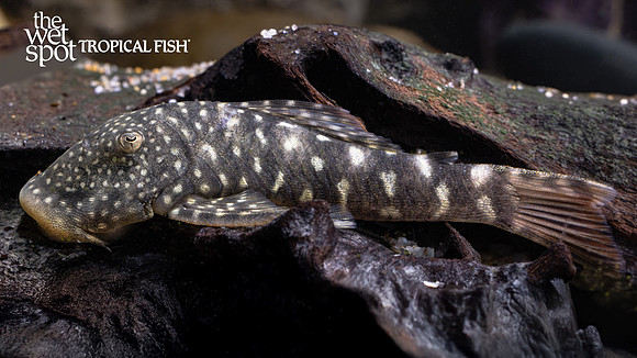 Chaetostoma sp. "L455"  "Tiger Rubber Lip Pleco"  "Peru"