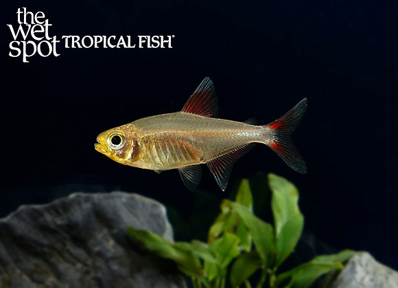 Hyphessobrycon sp. "Upper Cenepa Tetra"