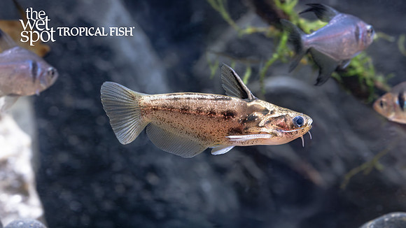 Trachelyichthys exilis "Peruvian Wood Cat"