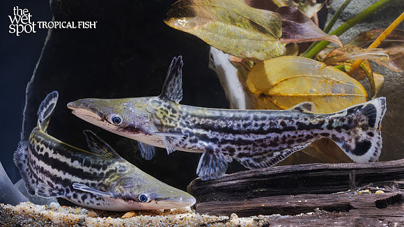 Ageneiosus magoi "Orinoco Dolphin Catfish"