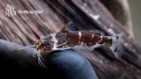 Microsynodontis sp. (1) "African Bumble Bee Cat"