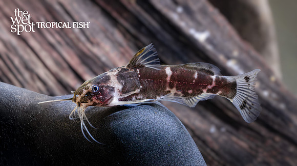 Microsynodontis sp. (1) "African Bumble Bee Cat"