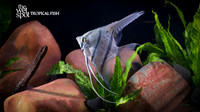 Pterophyllum scalare "WILD Angelfish" "Peru"