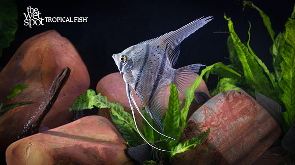 Pterophyllum scalare "WILD Angelfish" "Peru"