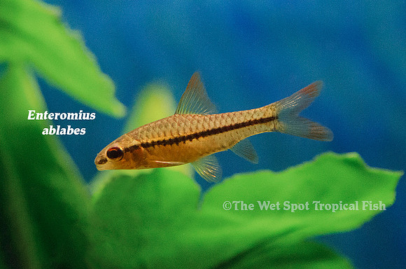 Enteromius ablabes - African Red Fin Barb
