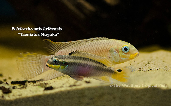 Pelvicachromis kribensis - "Taeniatus Muyuka"