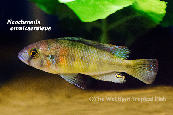 Neochromis omnicaeruleus