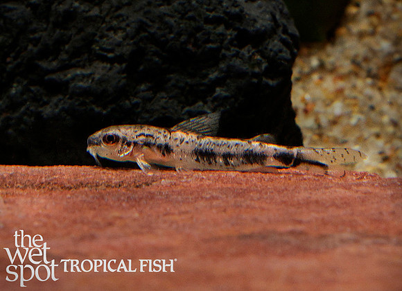 Corydoras sp. "Characidium Cory"