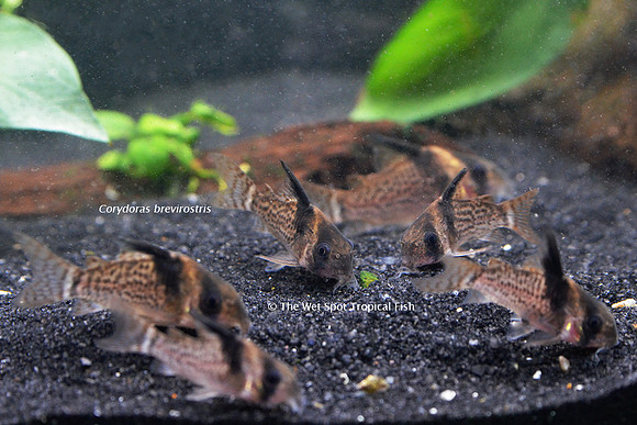 Corydoras brevirostris - Black Caped Cory