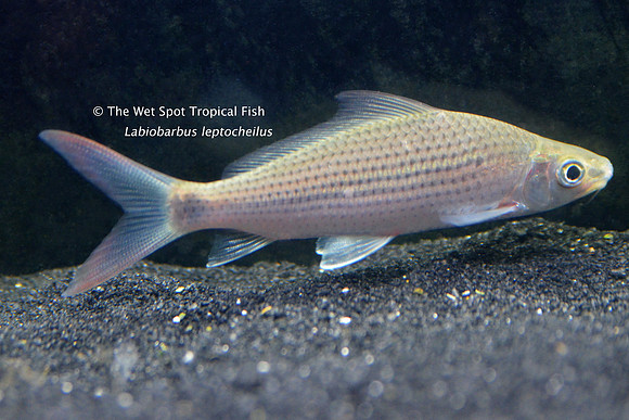 Labiobarbus leptocheilus - Sailfin Shark