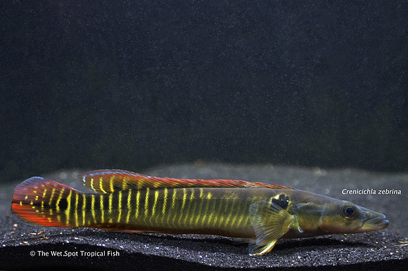 Crenicichla zebrina