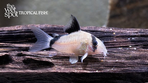 Corydoras metae "Bandit Cory" "Colombia"