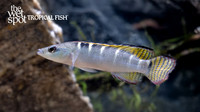 Crenicichla compressiceps "Dwarf Green Pike" "Brazil"