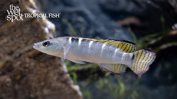 Crenicichla compressiceps "Dwarf Green Pike" "Brazil"