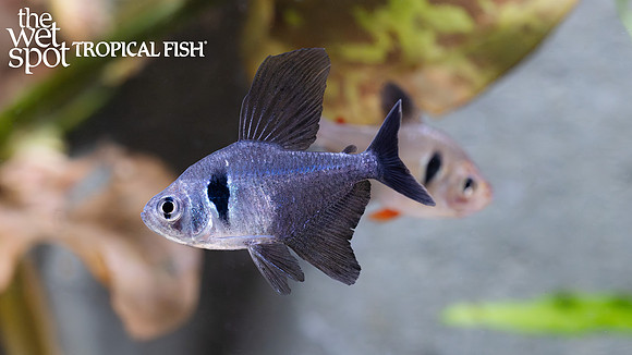 Hyphessobrycon megalopterus "Black Phantom Tetra"