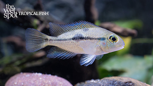 Hypsophrys nicaraguensis "Macaw Cichlid"