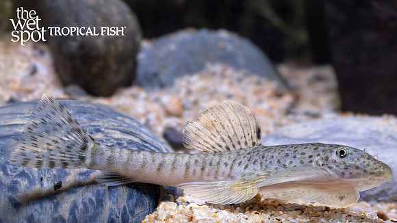 Pseudogastromyzon fangi "Yellow Tiger Sucker Loach"