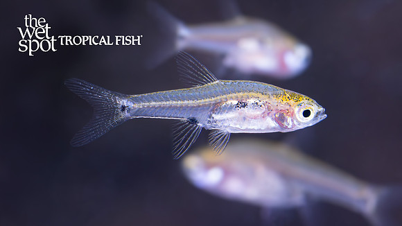 Boraras micros  "Micro Rasbora"