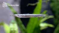Dermogenys pusillus "Platinum Wrestling Halfbeak"
