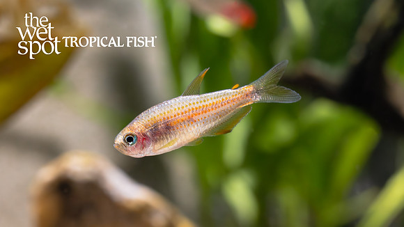 Inpaichthys parauapiranga  "Scratched Inpa Tetra"