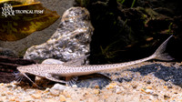 Planiloricaria cryptodon "Circular Whiptail"