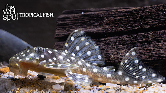 Baryancistrus sp. "LDA33"  "Snowball Pleco"