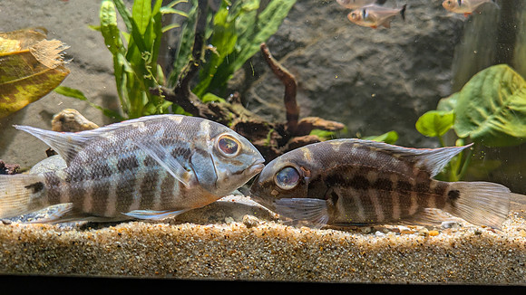 Adoptable Hoplarchus  psittacus "True Parrot Cichlid"