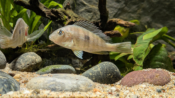 Adoptable Geophagus pyrocephalus "Red Head Tapajos"