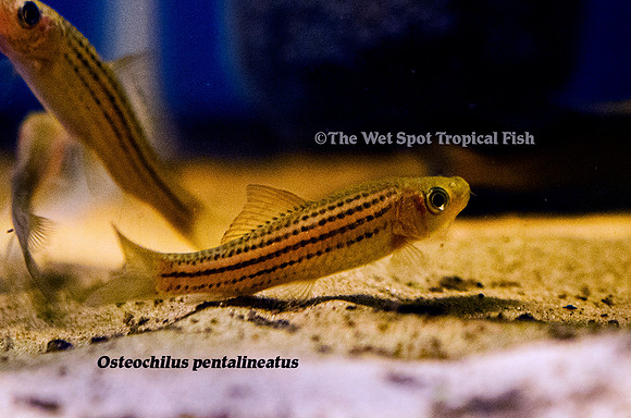Osteochilus pentalineatus - Borneo Bonylipped Barb