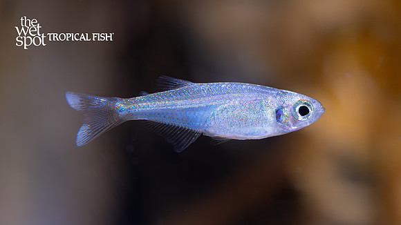 Tyttocharax cochui  "Dwarf Blue Tetra" "Peru"