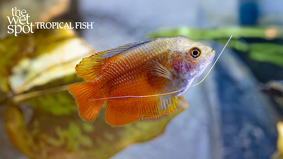 Trichogaster lalius "Red Flame Dwarf Gourami"