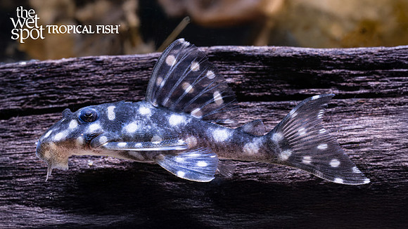 Hypancistrus sp. "L471"  "Dwarf Snowball Pleco"