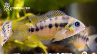 Amatitlania nanolutea "Gold Convict Cichlid"