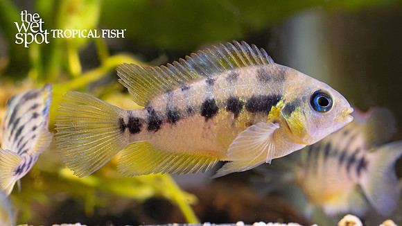 Amatitlania nanolutea "Gold Convict Cichlid"