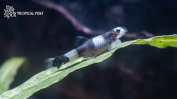 Yaoshania pachychilus "Panda Loach"