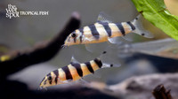 Botia udomritthiruji"Emperor Loach"
