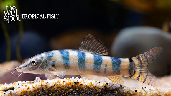 Syncrossus berdmorei "Blyth's Loach"