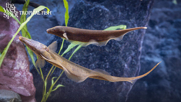 Apteronotus leptorhynchus "Brown Ghost Knife"