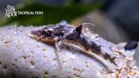 Parotocinclus eppleyi "Peppermint Otocinclus"