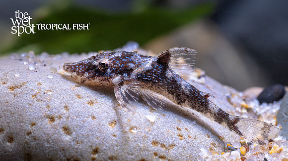 Parotocinclus eppleyi "Peppermint Otocinclus"