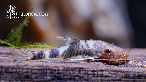 Nannoptopoma sp. "Peru(1)"  "Orange Otocinclus"