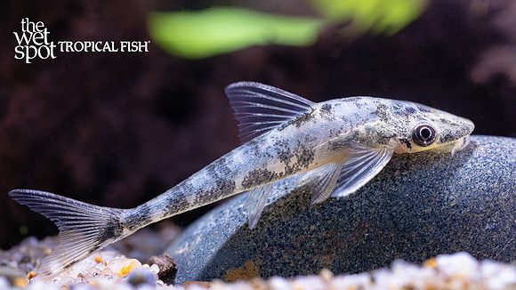 Nannoptopoma sternoptychum "Vampire Otocinclus"