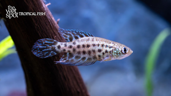 Simpsonichthys constanciae "Constanciae Killi"